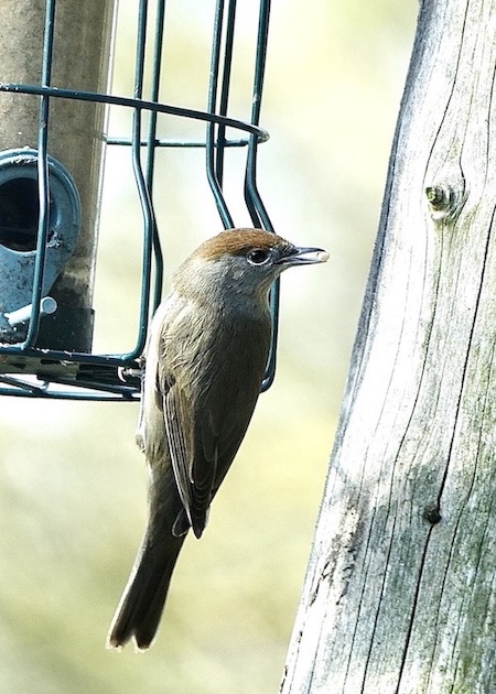 blackcap